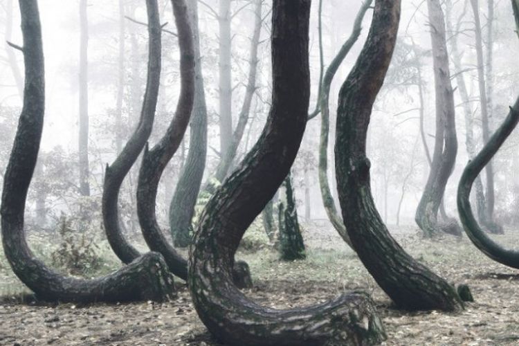 Hutan Bengkok di Polandia