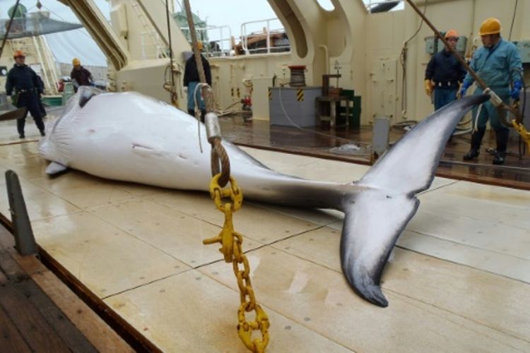 Badan Perikanan Jepang menyatakan perburuan diperlukan untuk mempelajari perilaku dan biologi paus. (Japan Today).