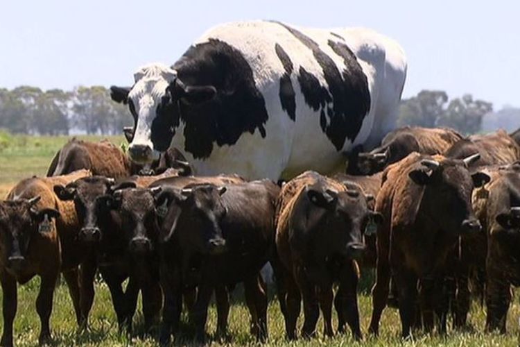 Knickers, sapi jantan di Australia, yang memiliki tinggi 194 sentimeter, jauh lebih besar dibandingkan ternak sapi lainnya.