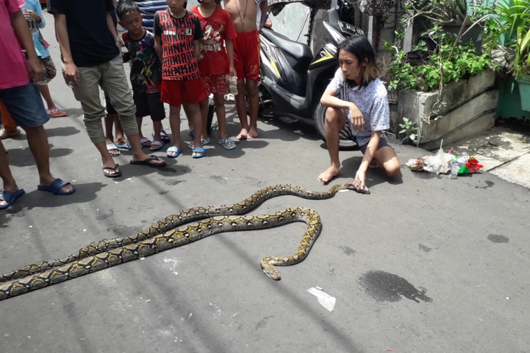 Warga menemukan dua ekor ular sanca di Jalan Lorong Z Timur, Koja, Rabu (30/1/2019).
