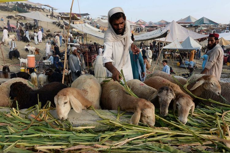 Seorang pedagang hewan kurban memberi makan kambing dagangannya di pasar terbuka di kota Jalalabad, Afghanistan, Kamis (8/8/2019).