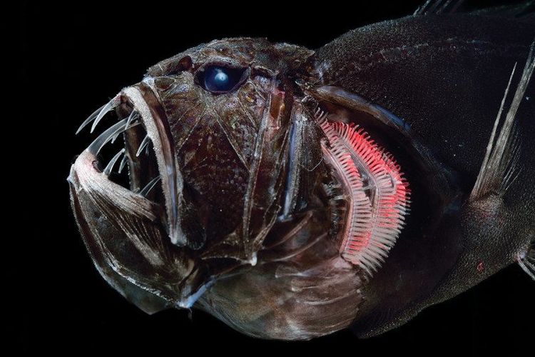 Anoplogaster cornuta salah satu ikan yang hidup di laut dalam