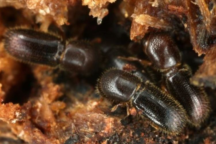 Kumbang berbagi pekerjaan mengolah kebun jamur mereka: beberapa membersihkan sistem terowongan yang dimakan ke dalam kayu, yang lain membersihkan kotoran dari sarang dan membersihkan rekan kerja mereka - selalu dengan tujuan mengoptimalkan simbiosis kumbang dan jamur.