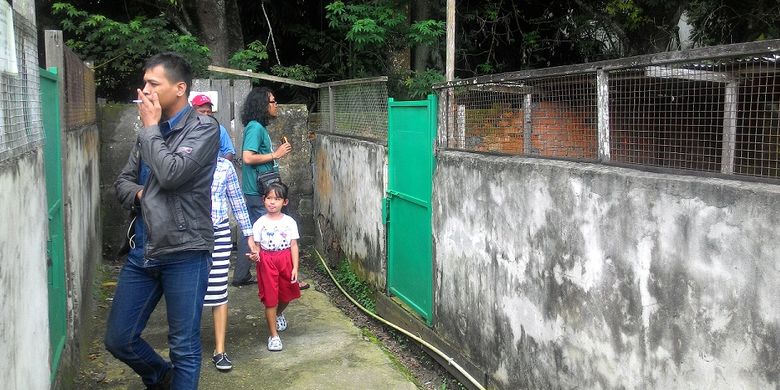 Penangkaran Teritip Sensasi Menonton Buaya Raksasa Dari