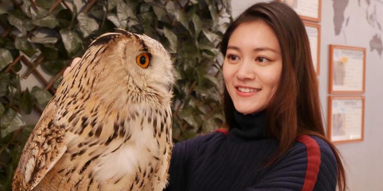 Burung hantu di Moff animal cafe cabang Aeon Mall Makuhari Shintoshin di Prefektur Chiba, Jepang.