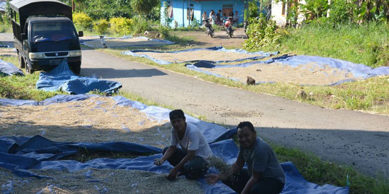 Kopi yang sedang dijemur di Kampung Pelus, Kecamatan Pocoranaka, Kabupaten Manggarai Timur, Flores, Nusa Tenggara Timur. 