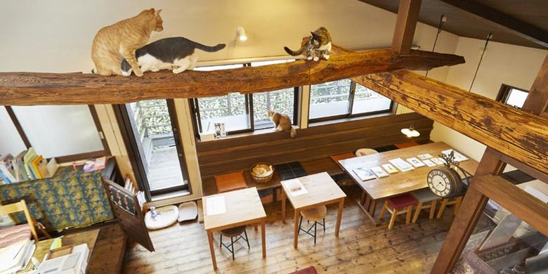 Ada 13 sampai 15 ekot kucing di kafe Kamakura Neko no Aida, Tokyo, Jepang. Kita bisa mengajak mereka bermain atau hanya melihat mereka yang sedang bercanda satu sama lain.