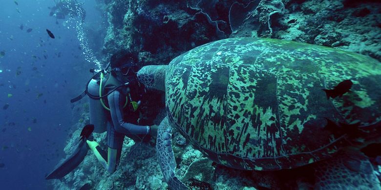 Diving di Bunaken, Sulawesi Utara.