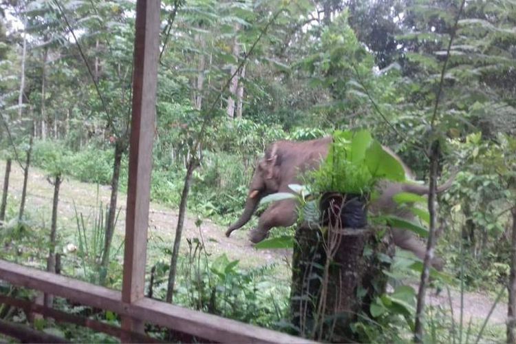 Foto dokumentasi Tgk Samsuar warga Geumpang, tiga ekor gajah liar turun ke pemukiman warga Desa Leupu, Kecamatan Geumpang, Kabupaten Pidie, Senin  (04/11/2018)