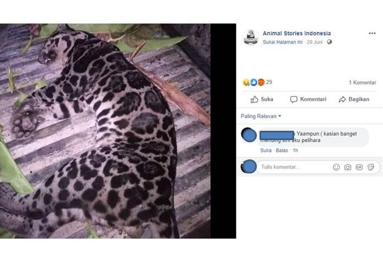 Viral, foto macan dahan sebelum dikuliti oleh dua orang yang beredar di media sosial Facebook pada Sabtu (29/6/2019).