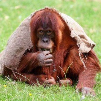 Orangutan ini menyelimuti dirinya dengan selimur usai dievakuasi dari Kebun Binatang Chester di Inggris yang kebakaran. (PA via Daily Mirror)
