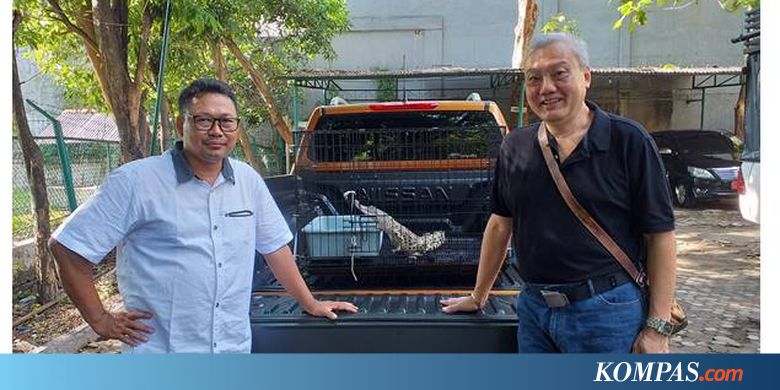 Pria Ini Selamatkan Buaya yang Hendak Dijadikan Sate di Sidoarjo