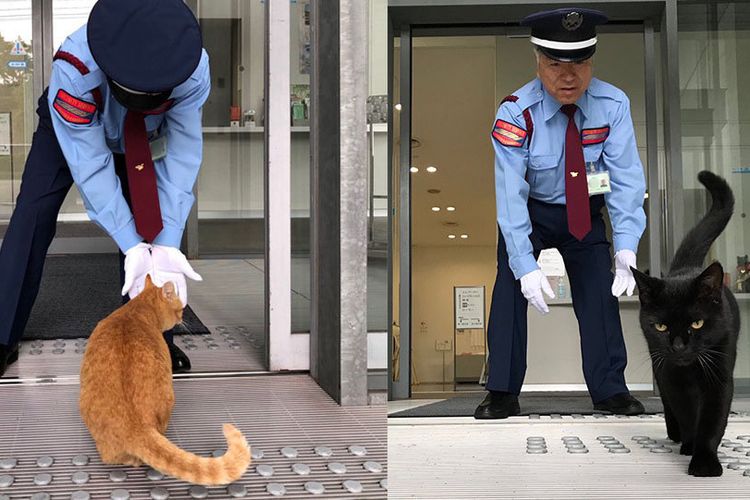 Dua ekor kucing yang terus mencoba masuk Onomichi City Museum of Art di Jepang.