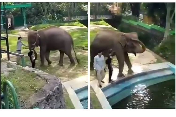 Viral, video gajah Lia yang dipukul kepalanya oleh salah satu pelatih gajah di Taman Marga Satwa Budaya Kinantan Bukittinggi.