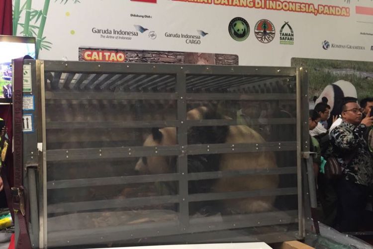 Dua ekor panda dari China tiba di Bandara Soekarno-Hatta, Tangerang, Kamis (28/9/2017) pagi. Kedua panda yang dipinjamkan untuk pengembangbiakan di Indonesia ini akan menempati Taman Safari Indonesia.