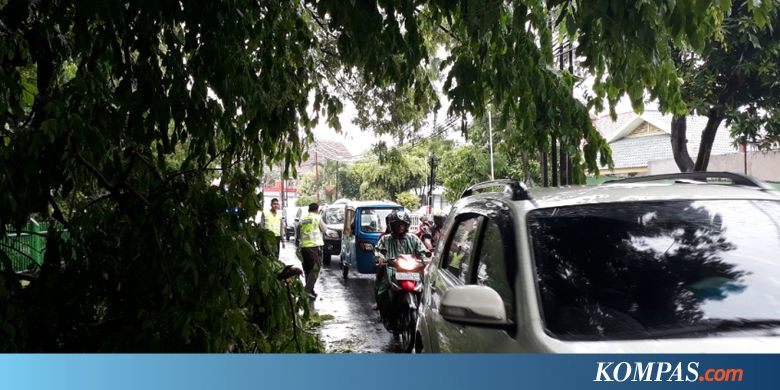 Ada 5.000 Pohon Rawan Tumbang di Bekasi