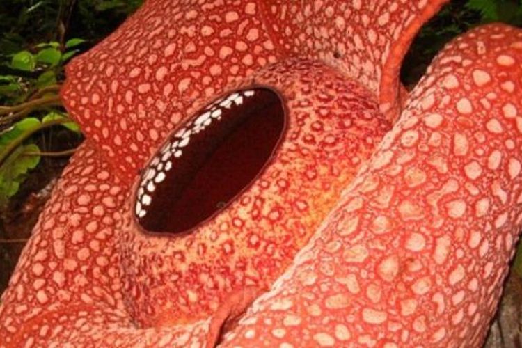 Rafflesia Arnoldi, puspa langka Bengkulu