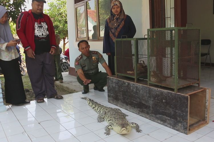AKP Ade Kurniadi Karim, Polisi Kehutanan BKSDA Jawa Barat menunjukan Buaya Muara, dua ekor Kucing Hutan, dan seekor Kukang Jawa di halaman kantor BKSDA Jawa Barat Resor Cirebon, Senin (7/1/2019). Keempatnya berasal dari warga Kabupaten Majalengka dan Kabupaten Kuningan. 