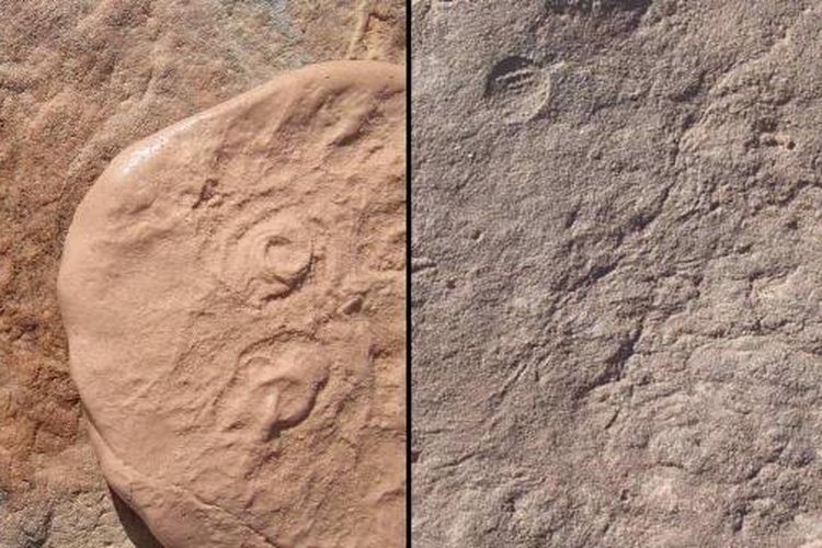 Dua fosil era Ediacaran baru ditemukan oleh peneliti UCR: Obamus coronatus (kiri) dan Attenborites janeae. 