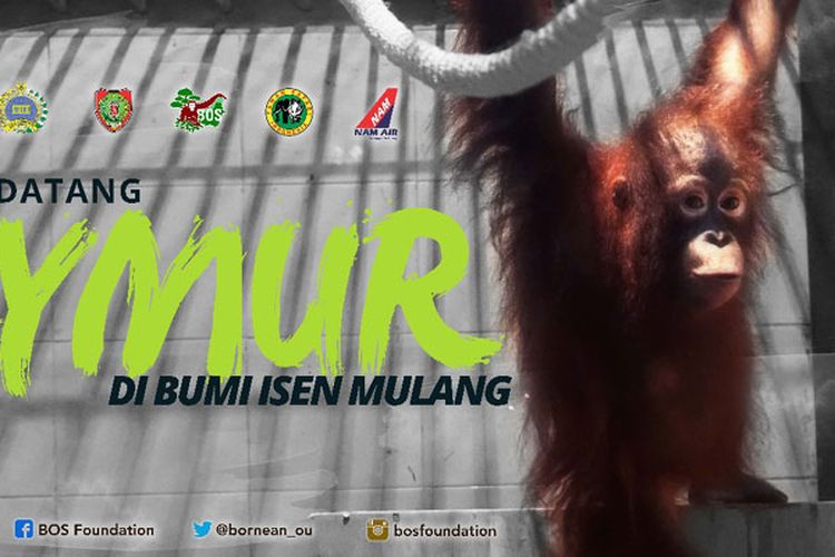 NAM Air (sister company Sriwijaya Air) memberikan transportasi udara gratis dari Jakarta ke Sampit, Kalimantan Tengah untuk orangutan bernama Taymur dan seorang dokter hewan, Kamis (14/9/2017).