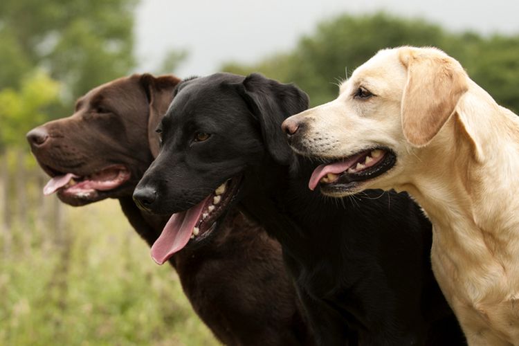 Tiga anjing labrador berbagai warna.