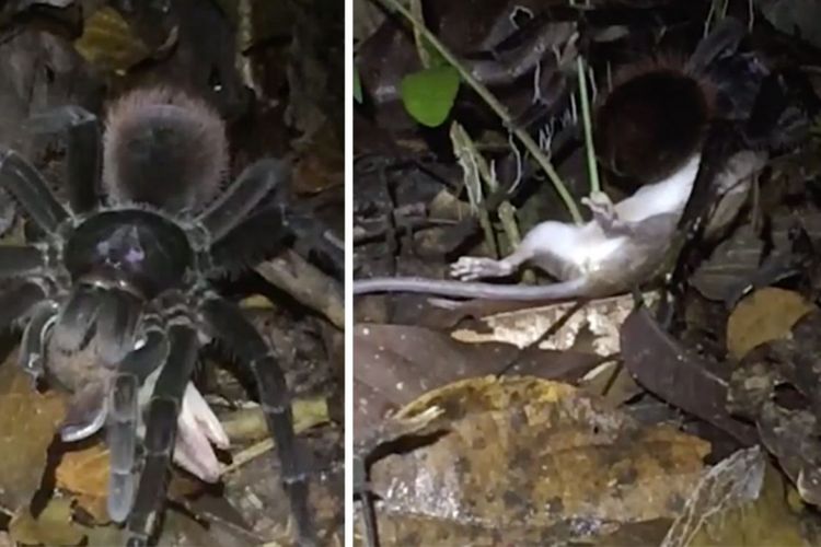 Seekor laba-laba memangsa posum, mamalia di hutan Amazon