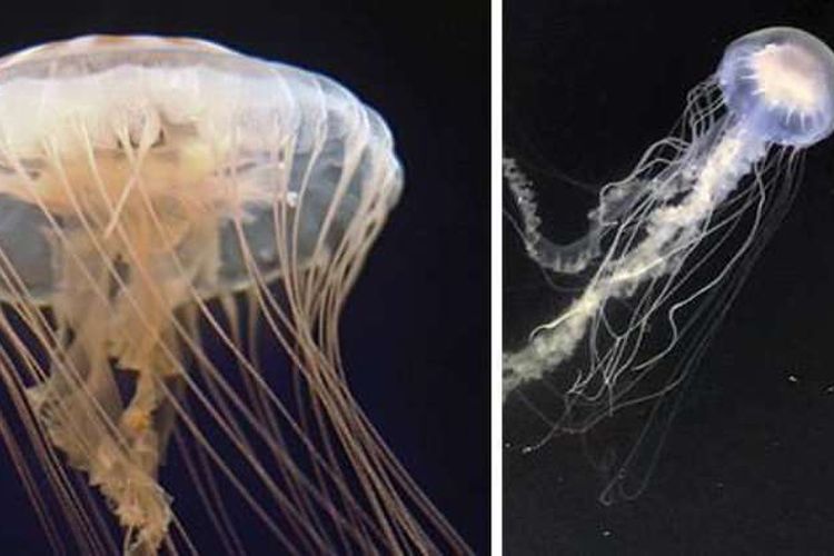 Dua ubur-ubur berbeda. Kiri adalah ubur-ubur laut Atlantik AS (Chrysaora quinquecirrha) dan kanan adalah ubur-ubur teluk Atlantik (Chrysaora chesapeakei). 