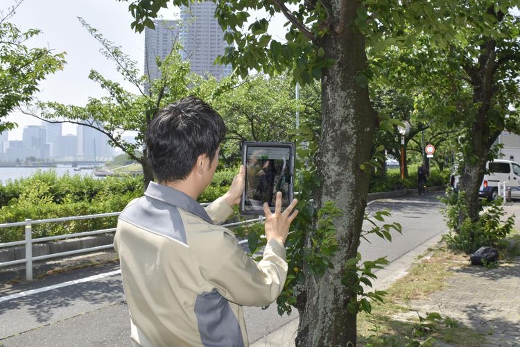 Jepang Ciptakan Sistem AI untuk Mendeteksi Pohon yang Berisiko Tumbang