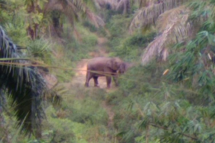 Gajah liar masuk ke kawasan perkebunan warga di kawasan perbatasan Pekanbaru