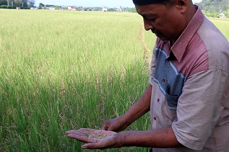 Razali ketua tani (ketua blang) Desa Lambadeuk, Kecamatan Peukan Bada, Aceh Besar memperliharkan kondisi tanaman padi mereka yang kering, Sabtu (05/07/2019)