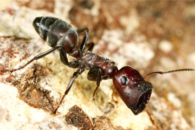 Para peneliti menemukan semut Colobpsis pekerja kecil itu akan pecah tubuh mereka, ketika sarangnya terancam predator.