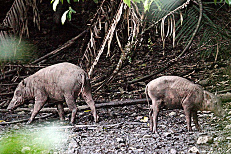 Dua ekor babi rusa yang menikmati lumpur mineral di Hutan Suaka Marga Satwa Nantu Gorontalo.
