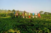 Perjalanan Pagilaran, Kebun Teh Indonesia yang Terkenal di Mancanegara