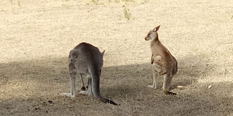 Kangguru pada area Gibraltar di Tidbinbilla, Canberra, Australia. 