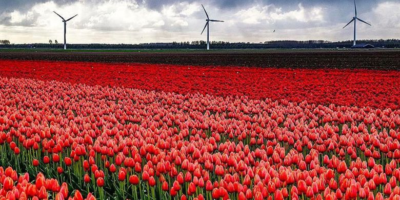 Bunga tulip di Almere, Belanda. Berbeda dengan Amsterdam, kota di Provinsi Flevoland ini masih terasa sejuk dan sepi dari pendatang maupun wisatawan.