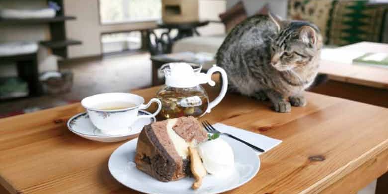 Kamakura Neko no Ma di Prefektur Kanagawa merupakan kafe kucing bernuansa retro yang dibangun menyerupai rumah penduduk Jepang zaman dulu. 