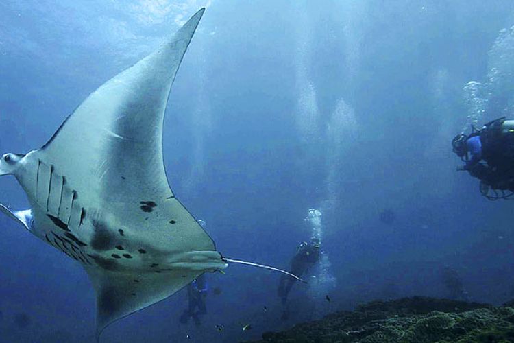 Penyelam menyaksikan ikan pari manta yang berenang di lokasi Manta Point, Pulau Nusa Penida, Kabupaten Klungkung, Bali, Rabu (25/10/2017). Binatang yang dilindungi itu merupakan salah satu daya tarik wisata utama di Nusa Penida. Tahun 2016, Nusa Penida dikunjungi sedikitnya 245.124 wisatawan dari dalam dan luar negeri.