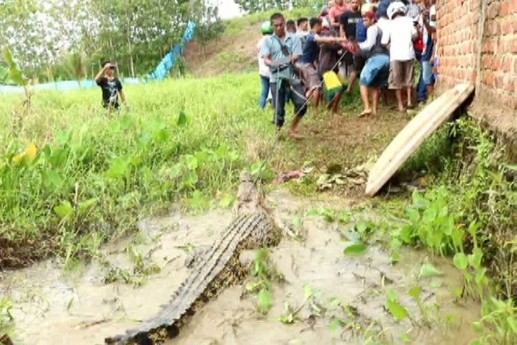 Ratusan warga Tugu Merah, SP 1, Kita Aimas, Kabupaten Sorong, Papua Barat, mengamuk hingga membantai 292 ekor buaya di penangkaran milik seorang pengusaha di Jalan Bandara, SP 1, Kelurahan Klamalu, lantaran salah seorang warga tewas dimangsa buaya, Jumat (13/7/2018).