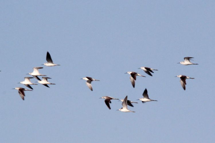 Sejumlah burung migran terbang di atas Danau Limboto. Danau yang banyak dipenuhi lumpur ini menjadi persinggahan burung migran, baik dari benua Australia maupun dari belahan bumi utara.