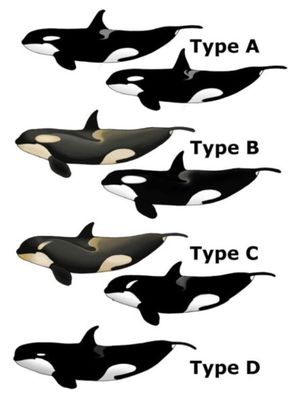 Jenis-jenis orca atau paus pembunuh