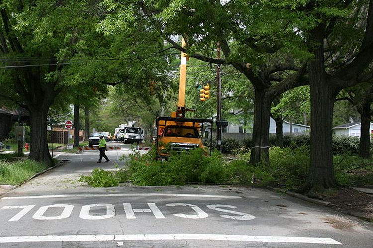 Ilustrasi pohon di perkotaan