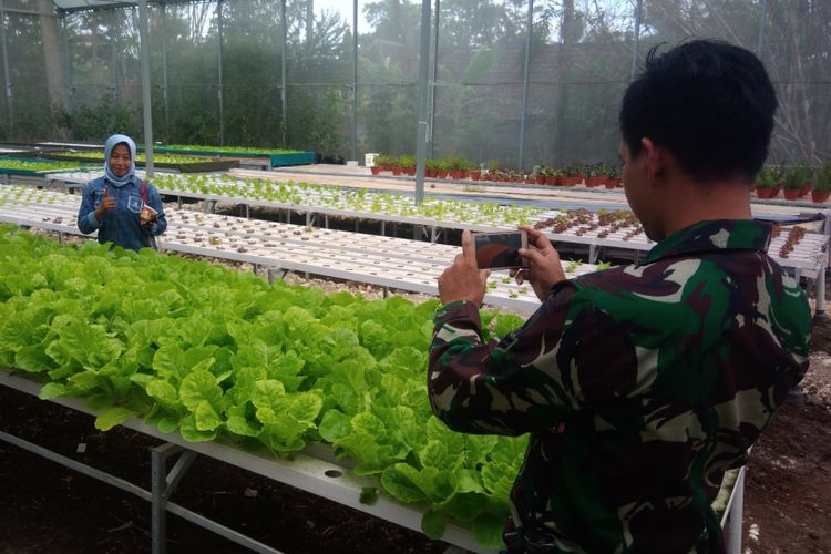 Pengunjung Gunungkidul Argo Technopark berfoto dengan latar belakang sayuran organik, Minggu (2/12/2018).