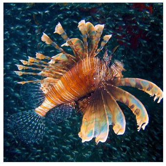 LionFish