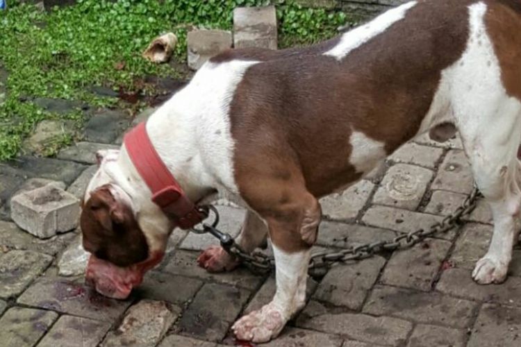 Anjing jenis pitbull yang mengigit Ramisya Bazigha (8) warga Kelurahan Mojolangu, Kecamatan Lowokwaru, Kota Malang, hingga tewas, Minggu (6/8/2017)