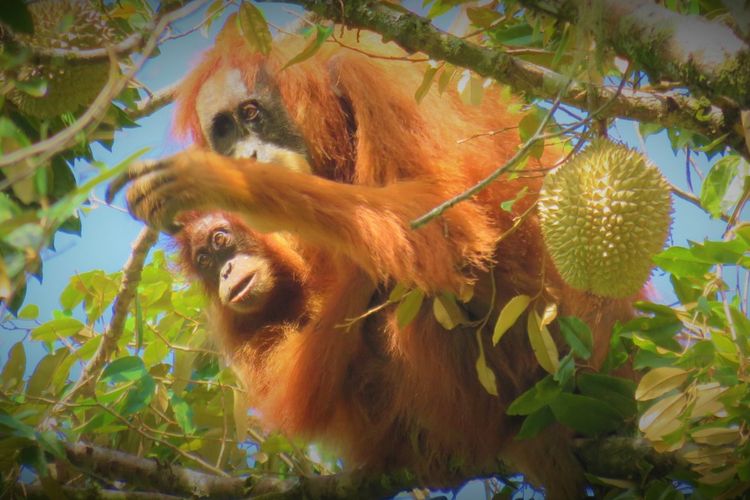 Dua individu orangutan Tapanuli tampak memakan durian di kawasan hutan Batang Toru, beberapa waktu lalu. Durian merupakan salah satu dari 124 jenis makanan orangutan. 