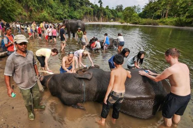 Wisatawan ramai-ramai memandikan gajah-gajah di Tangkahan, Kabupaten Langkat, Sumatera Utara. Tangkahan dikenal sebagai tempatnya gajah-gajah liar dan sungai yang masih terjaga kebersihannya.
