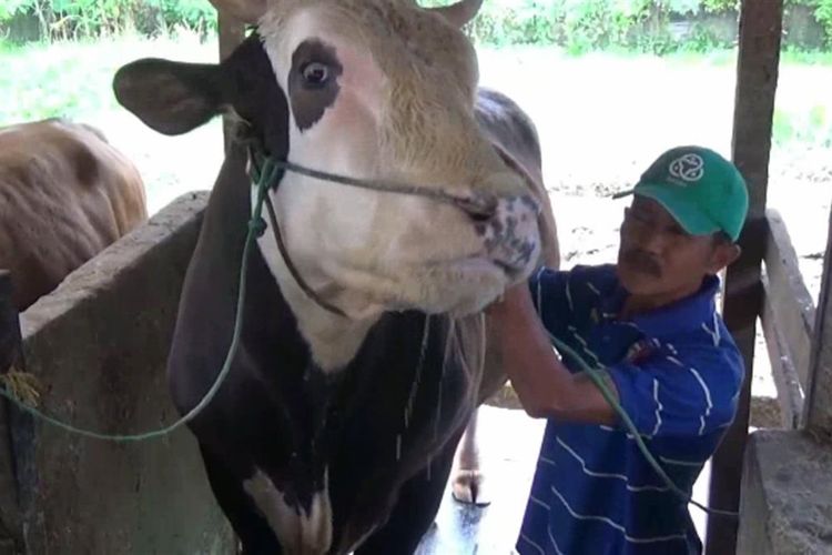 Sapi jenis simental berbobot satu ton lebih dibeli Presiden Jokowi seharga Rp 85 Juta