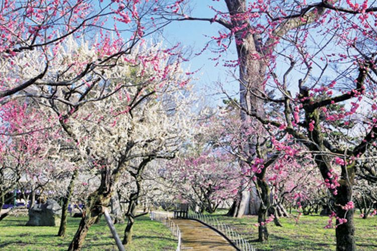 Bunga plum di Kuil Kitano Tenmangu, merupakan kuil utama dari seluruh kuil pendidikan di Jepang dengan dewa pendidikan, Sugawara no Michizane.