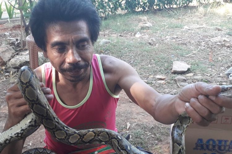 Asep menunjukkan ular sanca yang ia temukan di aliran Kali Ancol, Jakarta Utara, Kamis (18/4/2019) siang.
