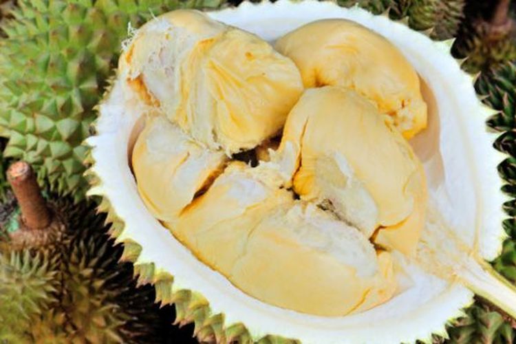 Durian Siak, Riau.